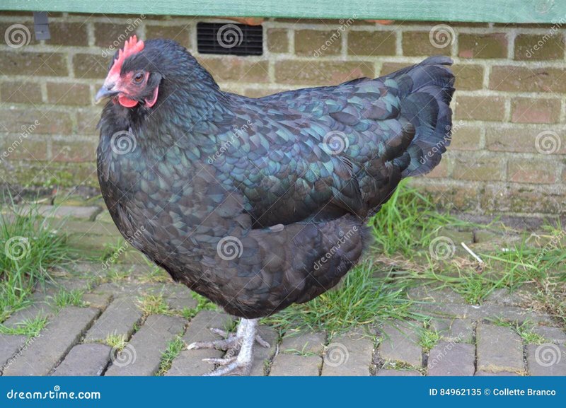 Ontdek de Sensatie van Chicken Road: Gratis Demo Spelen in Nederland, chicken road nederland